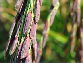 close up of purple rice kernels