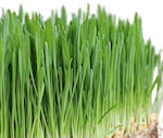 barley grass in green powder superdrink