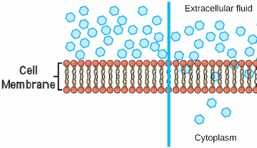 cell membrane bi lipid layer made of peos