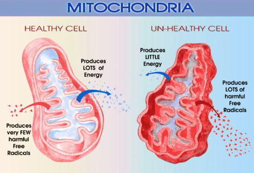 damaged and undamaged mitochondria