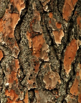Martitime Pine Bark - Source of Beta sitosterols